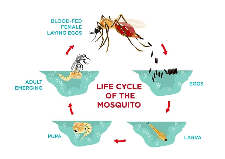 Does Iceland have mosquitoes?