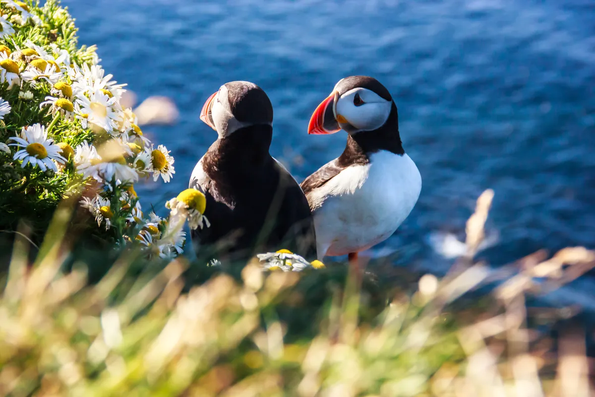 Native wildlife of Iceland, including puffins and arctic foxes, captured in their natural habitats during the lush month of May