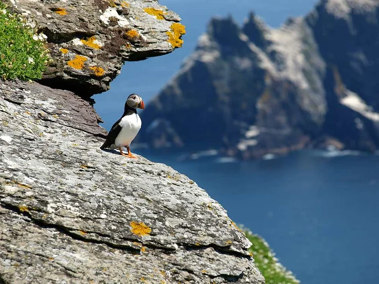 Encounter Puffins on Coastal Cliffs 