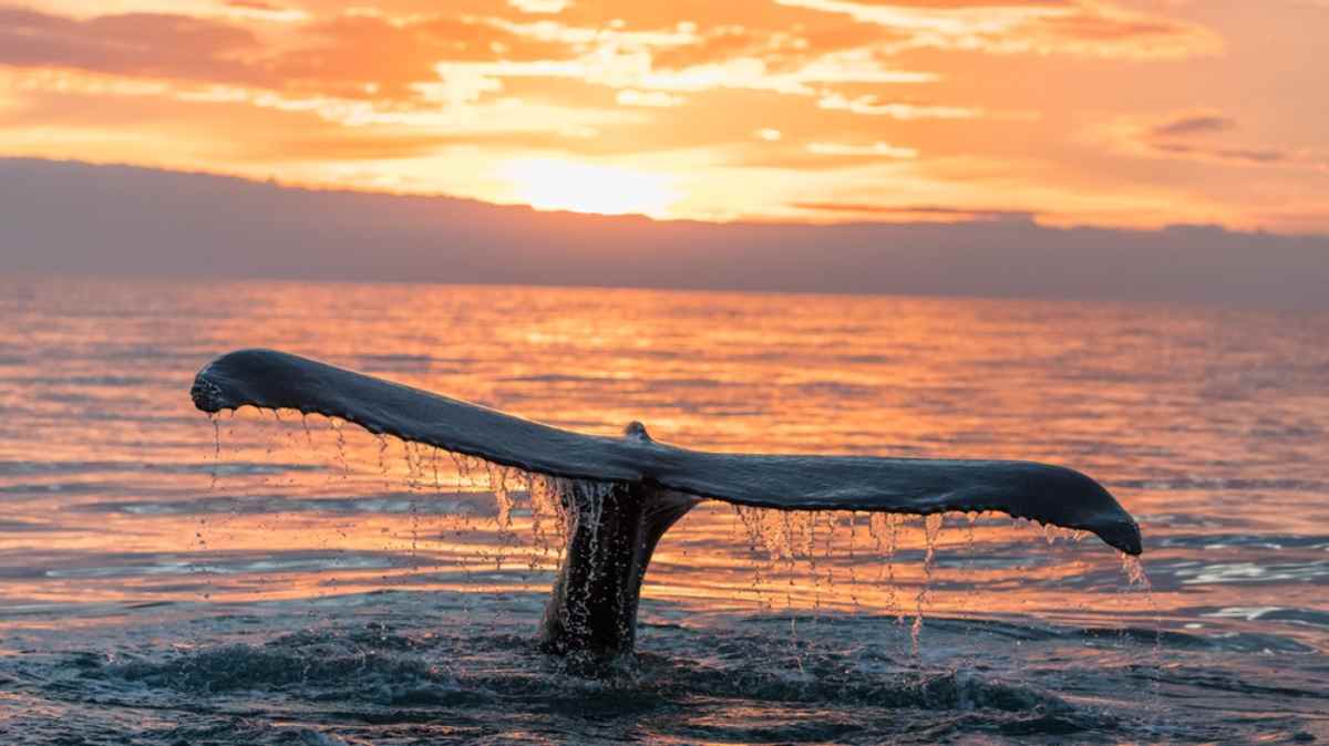 Tail of a whale sticking out of the water at sunset in the waters off Husavik in Iceland.