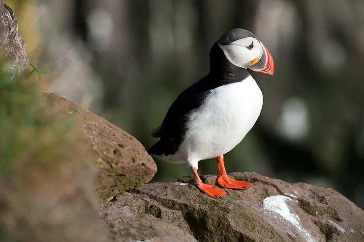 Observación de vida silvestre en los fiordos del oeste