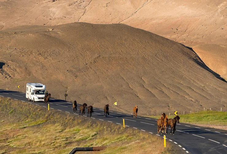 Planificar tu ruta por Islandia en Una camper blanca circula por una carretera asfaltada islandesa donde también caminan varios caballos marrones por la calzada, obligando a esta a reducir la velocidad durante un día soleado.