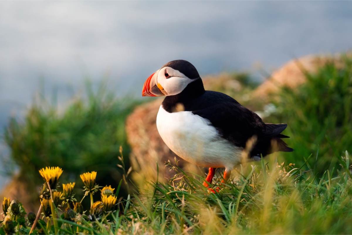 Atlantic puffin on a clifftop Puffin with an orange beak standing in grass among yellow dandelions, with blurred sea behind