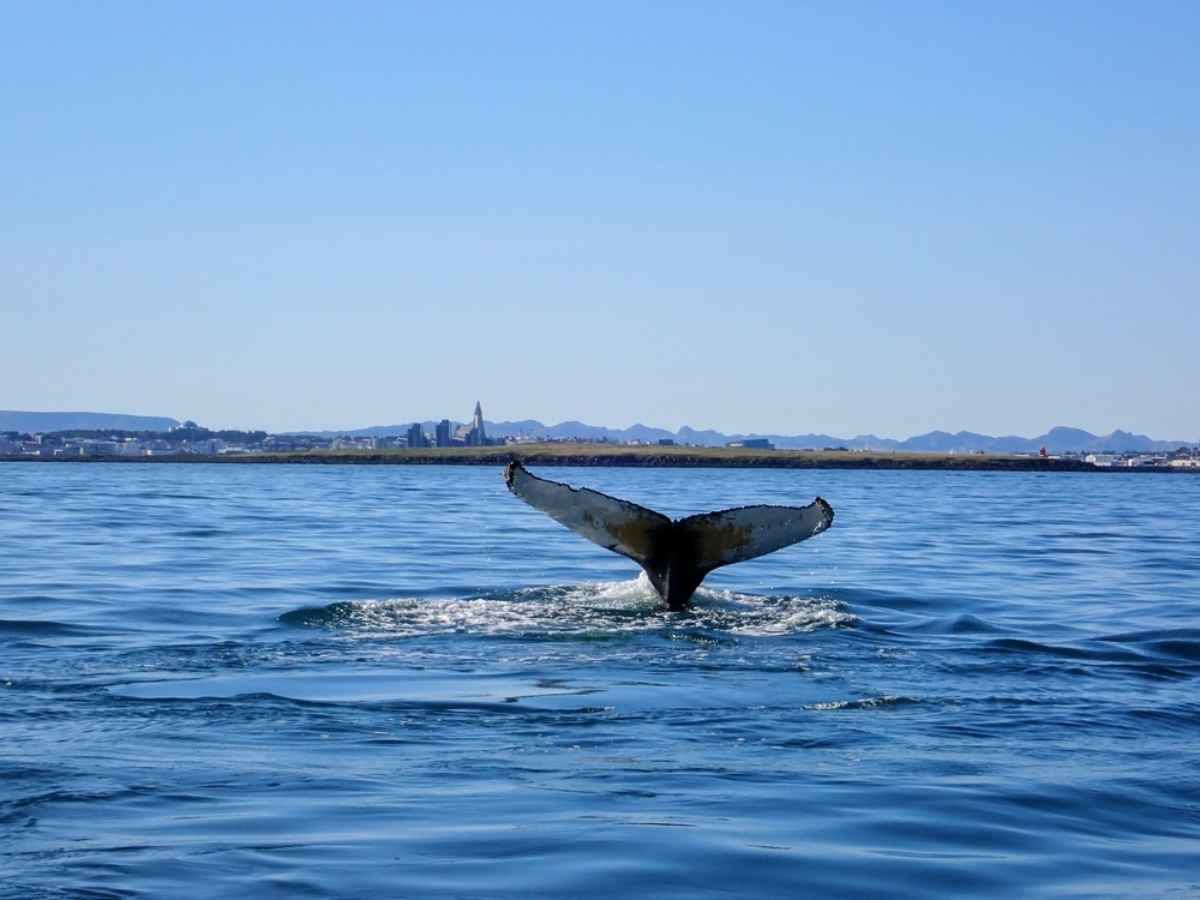 Tale of a whale sticking out of the ocean