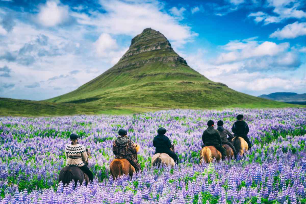 Horse tour through the meadows in Iceland during spring