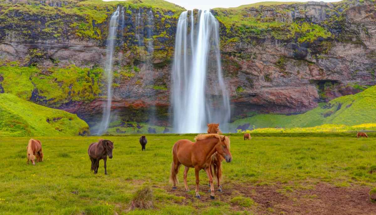 Cavalli e cascata Cavalli islandesi al pascolo davanti a una cascata su parete rocciosa coperta di muschio.
