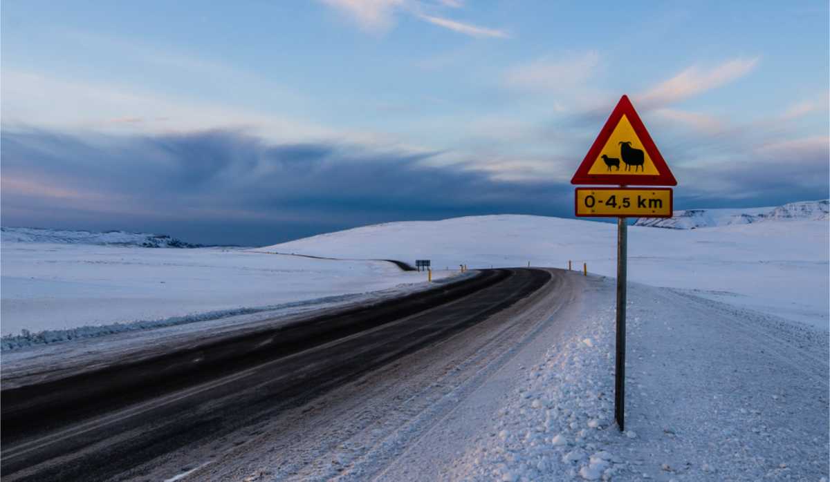 Panneau travers&eacute;e d&rsquo;animaux sur la Ring Road