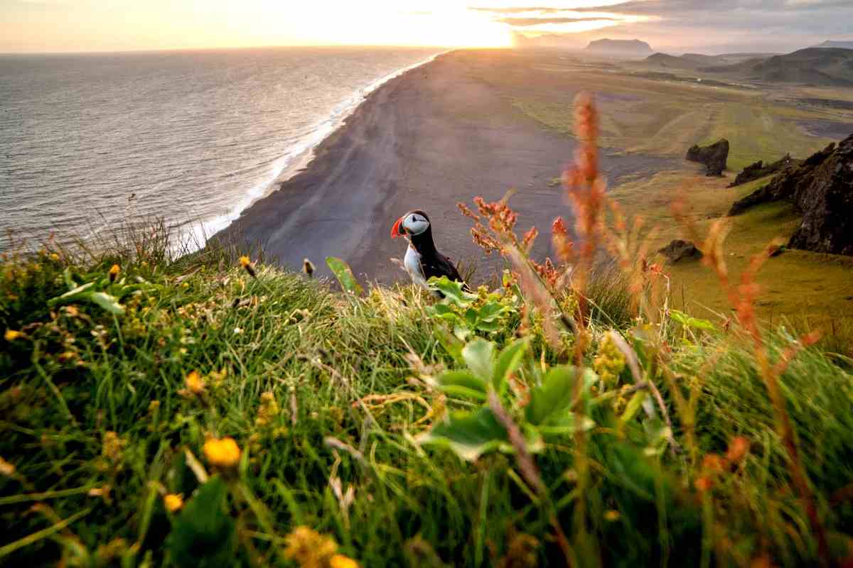 Frailecillo posado en un acantilado con vistas a la costa islandesa al atardecer