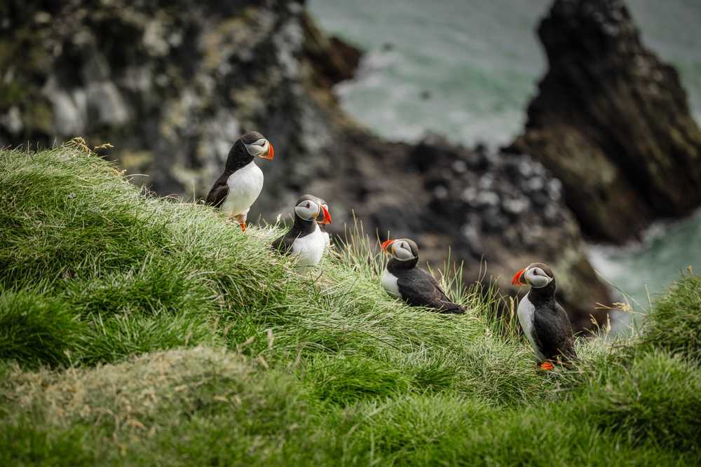 Four Atlantic puffins standing on a grassy cliff above the ocean on Iceland&rsquo;s coast.