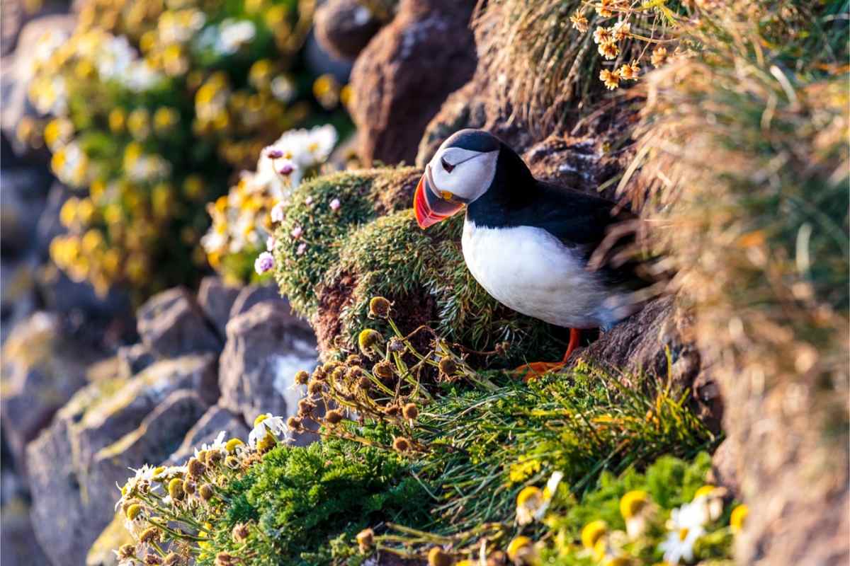Frailecillo island&eacute;s durante la primavera en Islandia