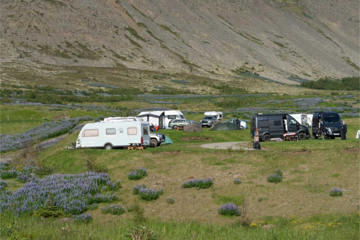 Campers, tents, and vans parked at a peaceful Iceland campsite surrounded by grassy hills and purple lupines