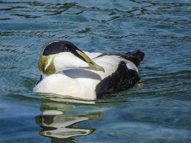Animals in Iceland 