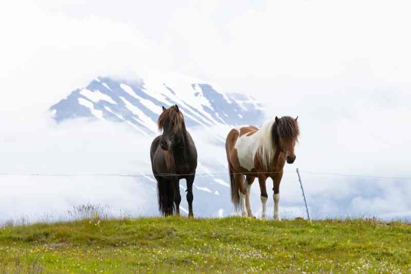 Horseback Riding in June