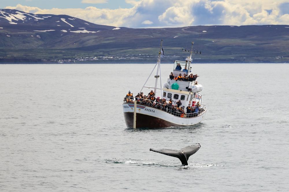 Best activities in Iceland in June Boat for whale watching activities in the coast of Husavik