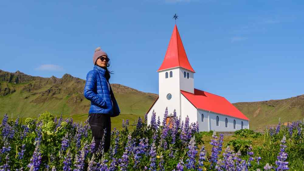 Traveler standing among purple lupines near the red-roofed church in V&iacute;k, Iceland.