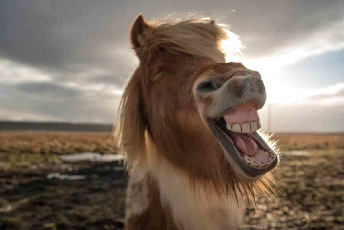 Animals in Iceland 