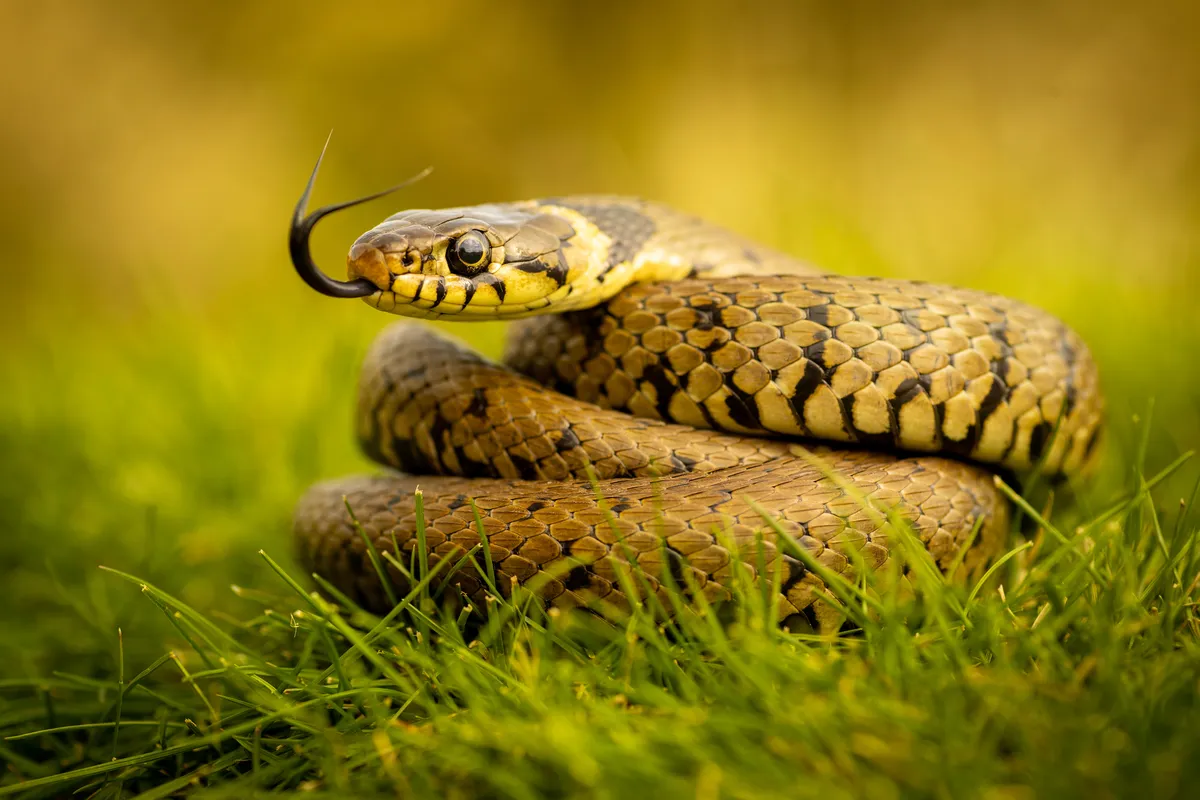 Snakes in Iceland